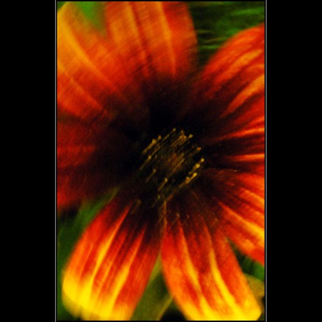 Květ mírně abstraktní