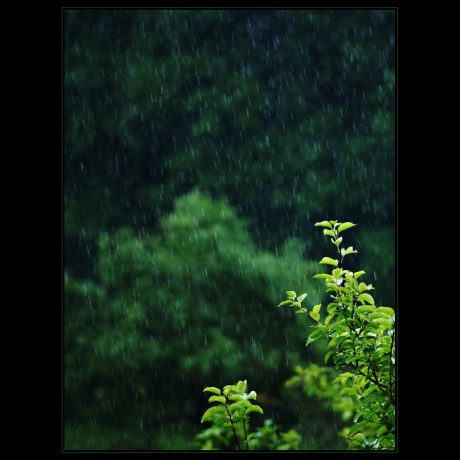Z cyklu Přírodní motivy - Letní déšť