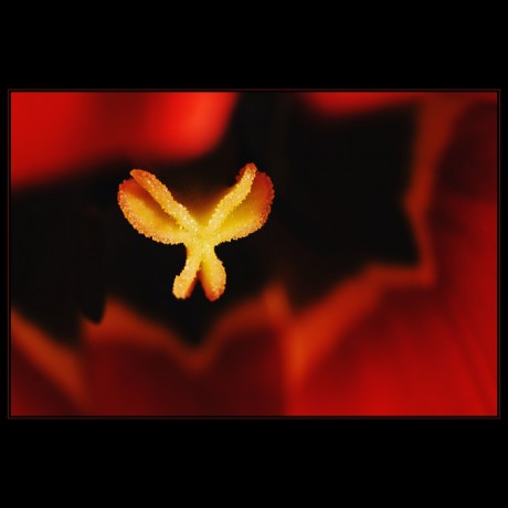Květ mírně abstraktní V