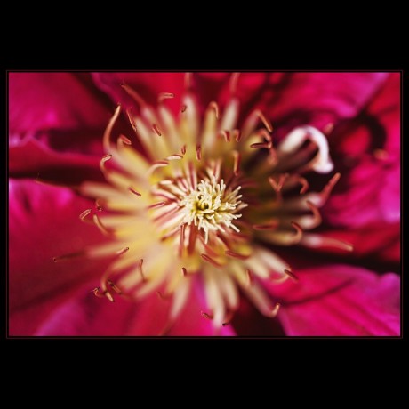 Květ mírně abstraktní II