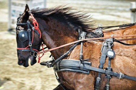 _DSC5975-a-2x3-web