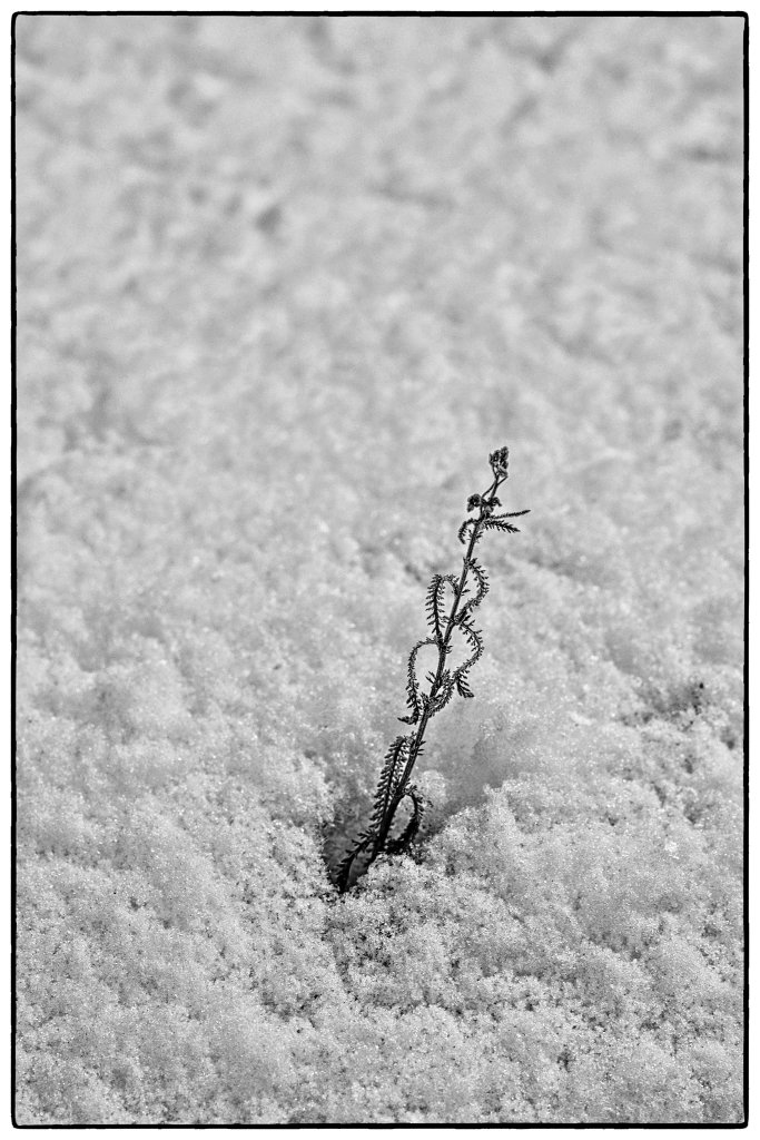 _DSC5612-a-2x3-web