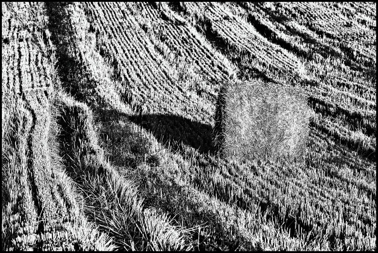 _DSC7718-a-2x3-bw-web